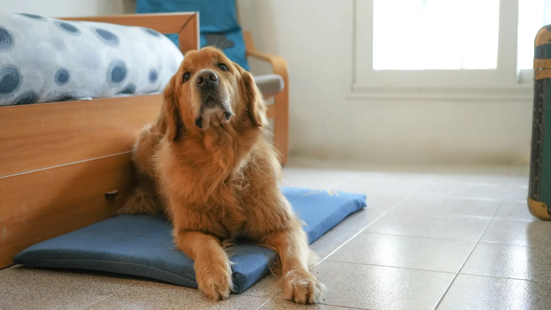 Golden retriever rilassato su un prato