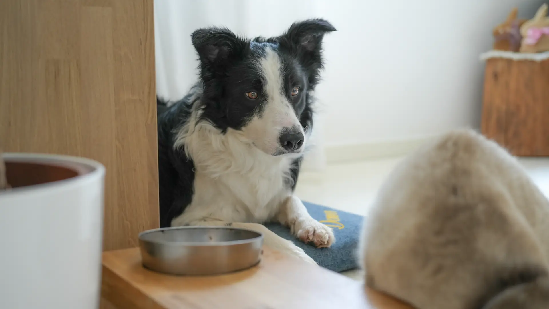 Border collie che guarda in camera, orecchie rilassate