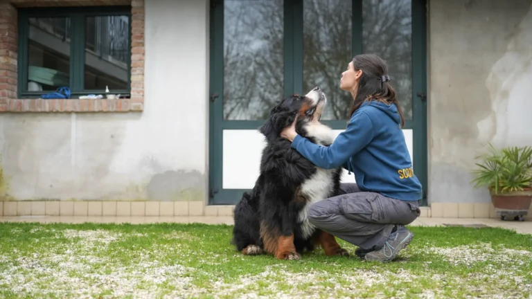 Un bovaro del bernese seduto sul prato guarda negli occhi l'educatrice che gli tiene il muso