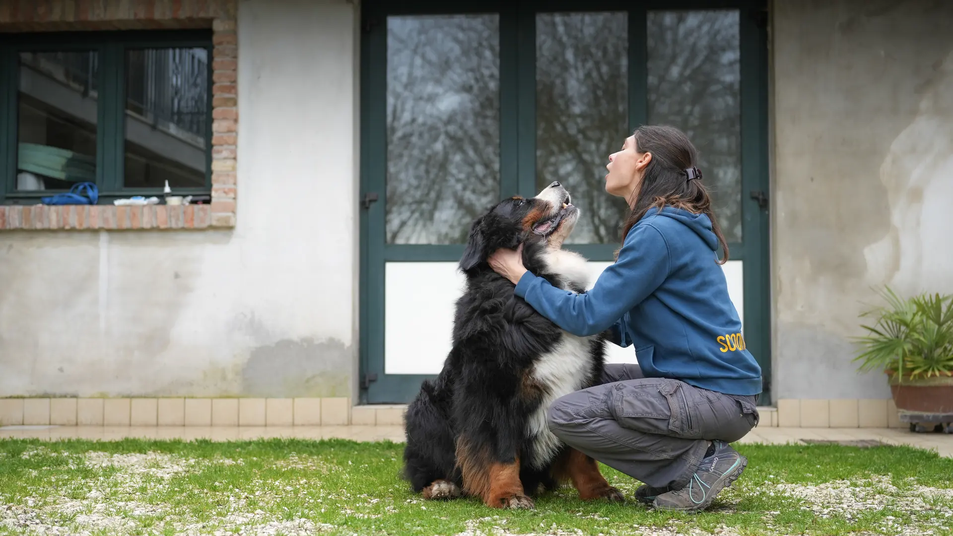Bovaro del Bernese accarezzato da un educatrice