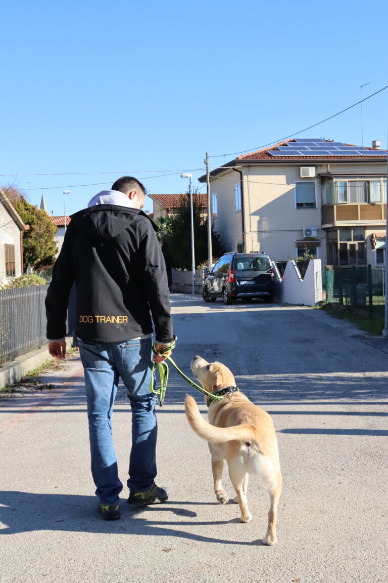 Educatore con giacca da dog trainer cammina in strada con un labrador chiaro che lo guarda