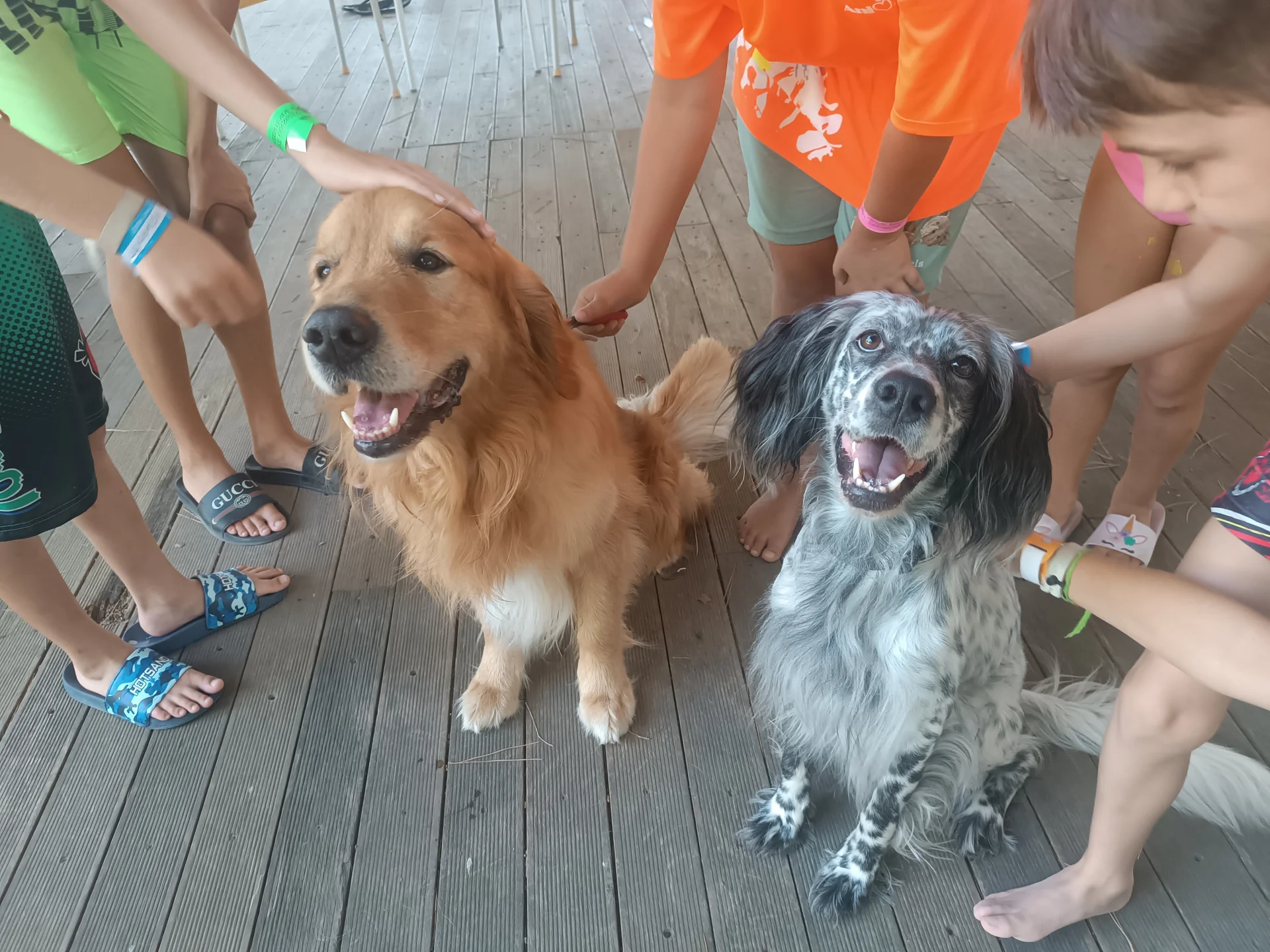 Bambini accarezzano due cani durante un incontro di Pet Visiting
