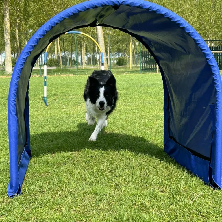 Border collie che attraversa di corsa il tunnel blu durante una sessione di sport cinofili