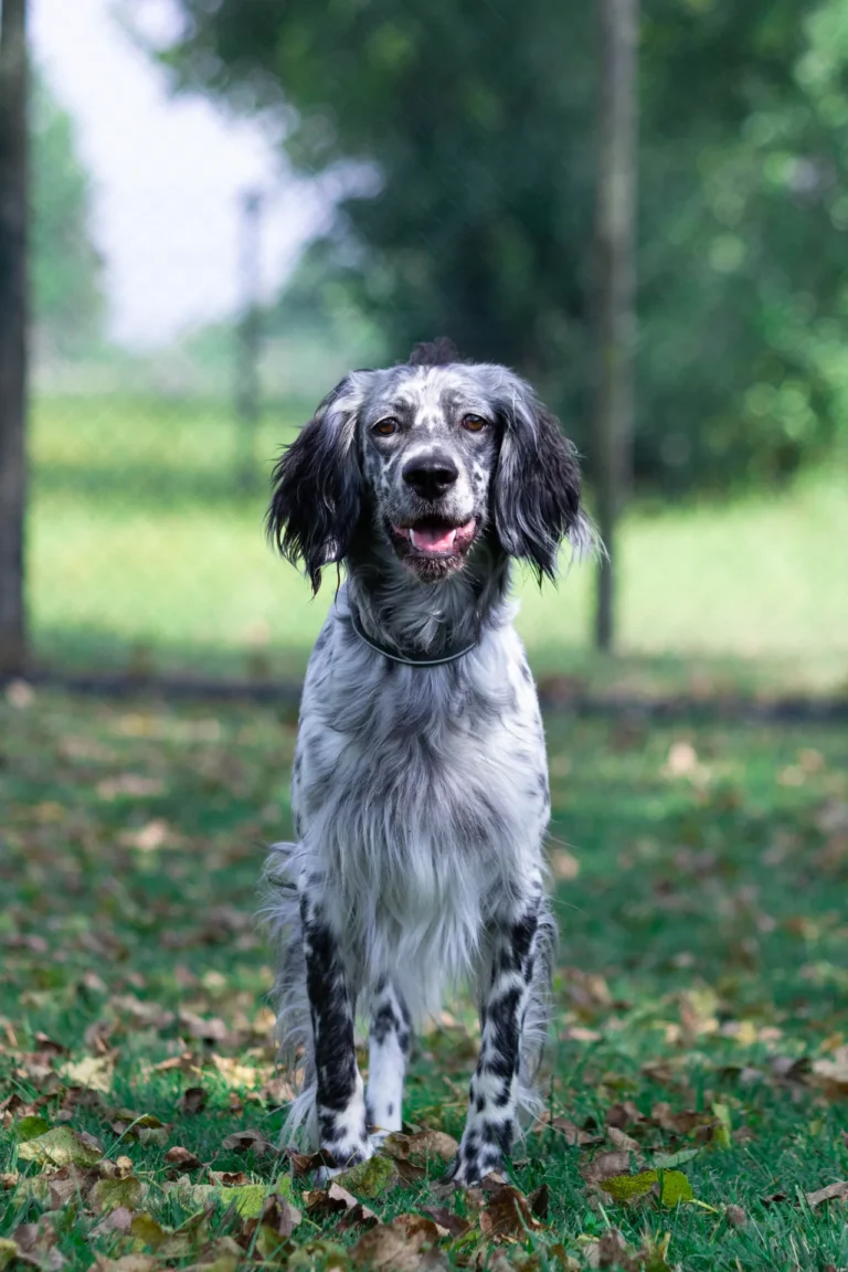 Ritratto di setter inglese seduto nel prato che guarda dritto verso di noi