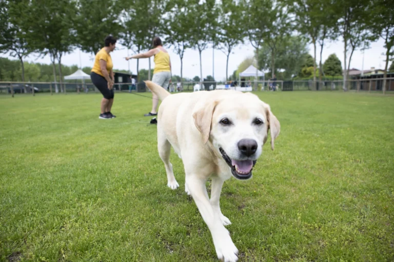 Labrador chiaro che corre contento in un prato