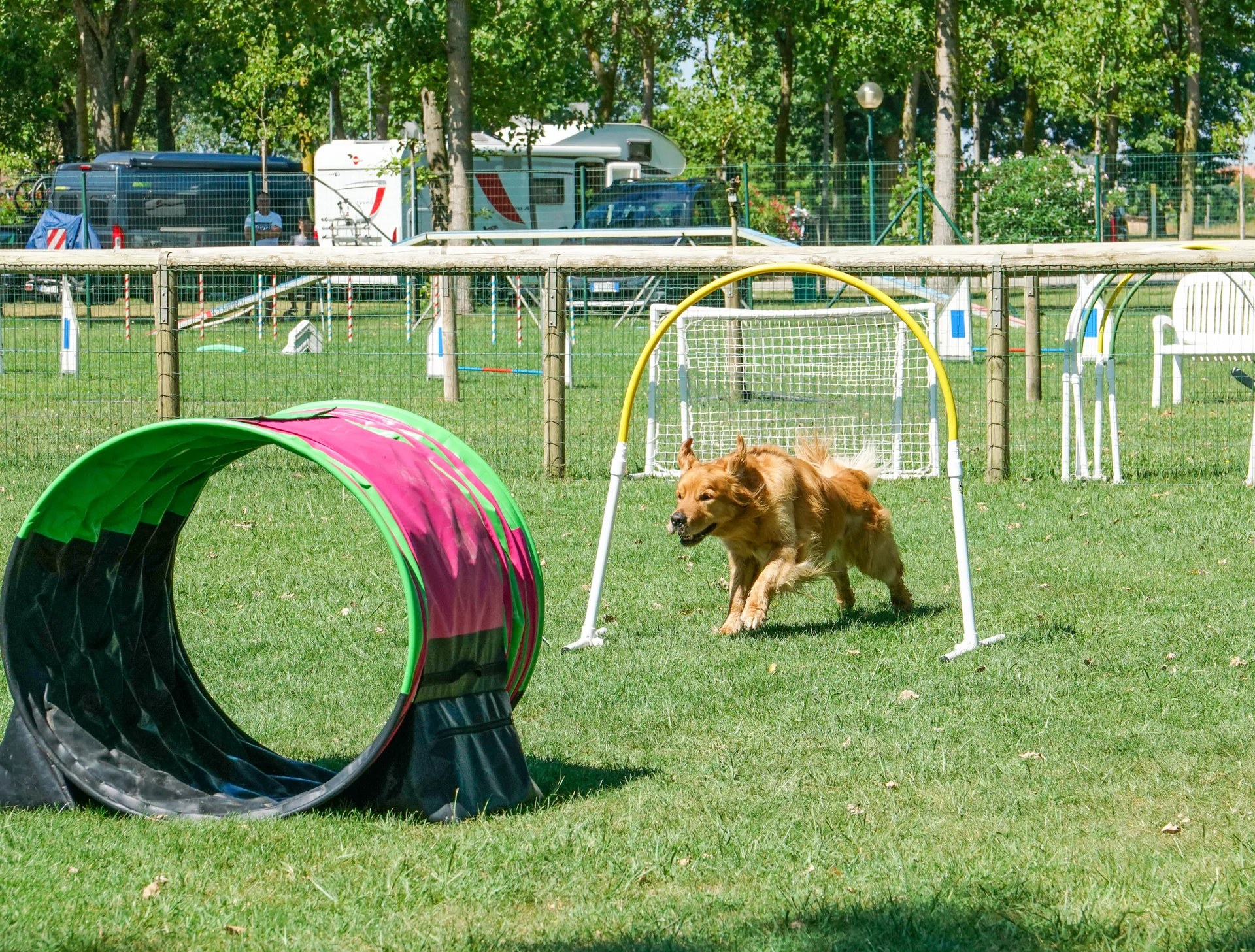Cane fulvo che corre fra gli attrezzi in un campo dentro un campeggio