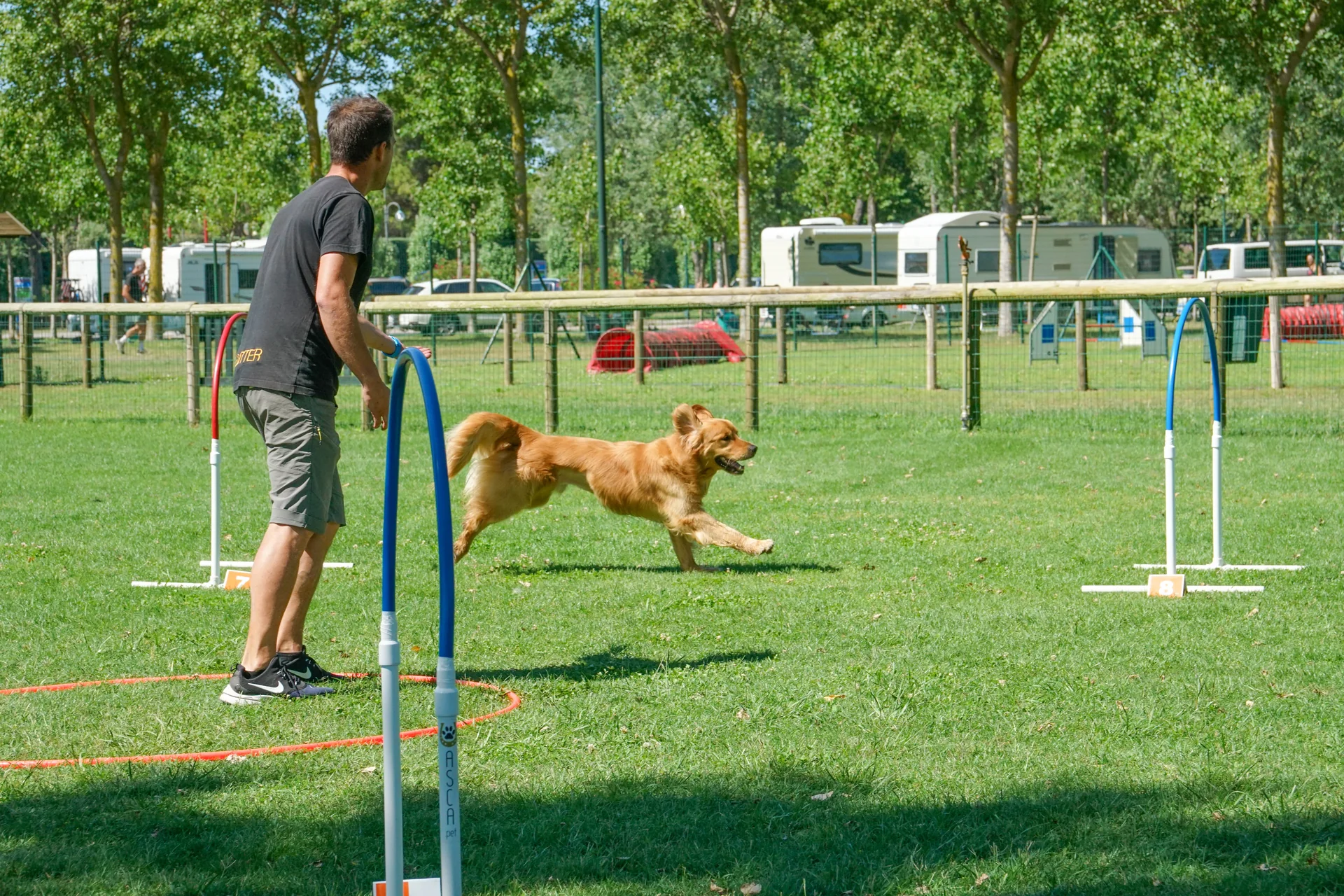 Cane che corre fra gli archi dell’hoopers, senza saltare