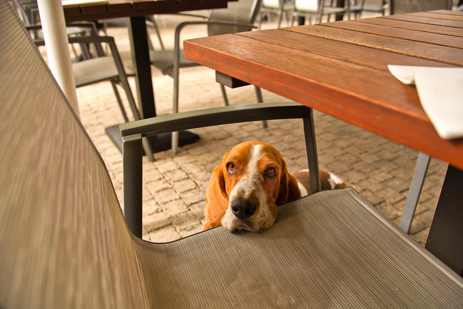 Cane tranquillo che si affaccia da sotto il tavolo di un locale
