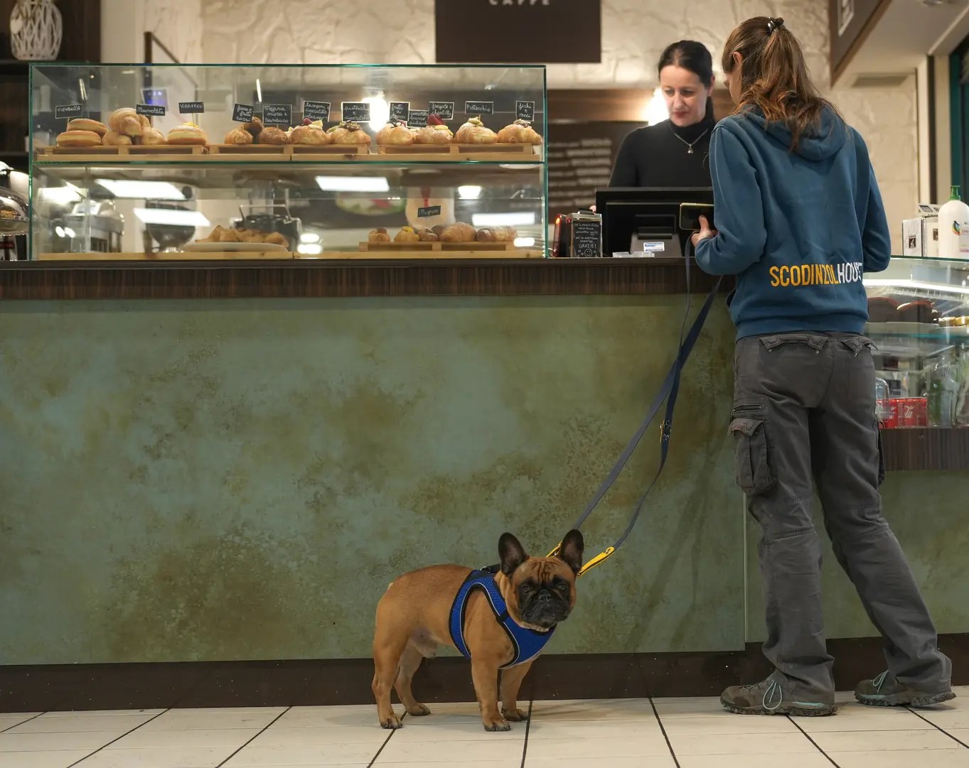 Bulldog francese fermo e tranquillo al guinzaglio mentre la persona ordina al bancone