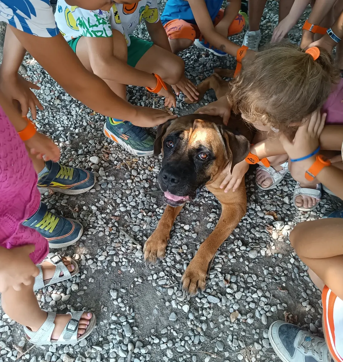 Due cani seduti che si lasciano accarezzare dalle mani dei bambini durante un incontro di pet visiting