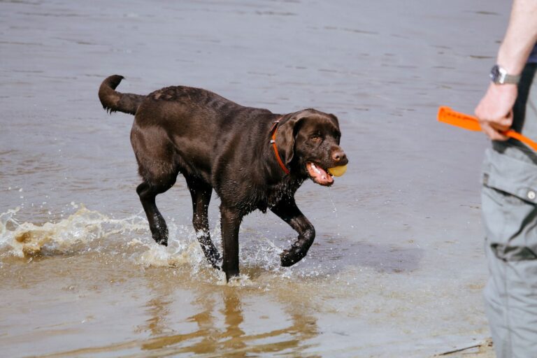Labrador che riporta una pallina uscendo dall'acqua, accanto al conduttore con il guinzaglio