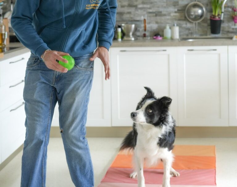 Border collie fermo sul tappetino che guarda la pallina in mano all'educatore, durante un esercizio di controllo in casa