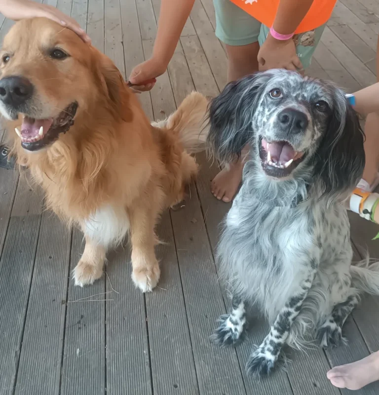 Due cani seduti che si lasciano accarezzare dalle mani dei bambini durante un incontro di pet visiting