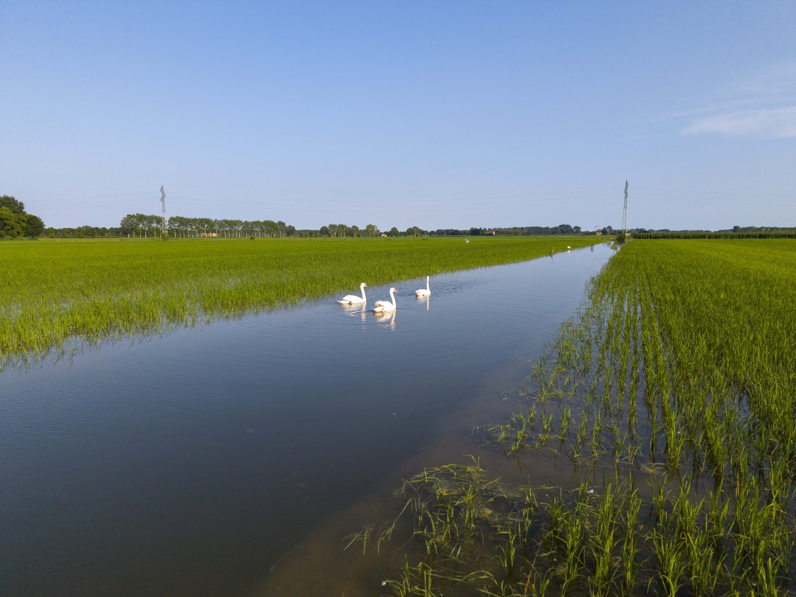 Il canale d’acqua fra le risaie, con i cigni