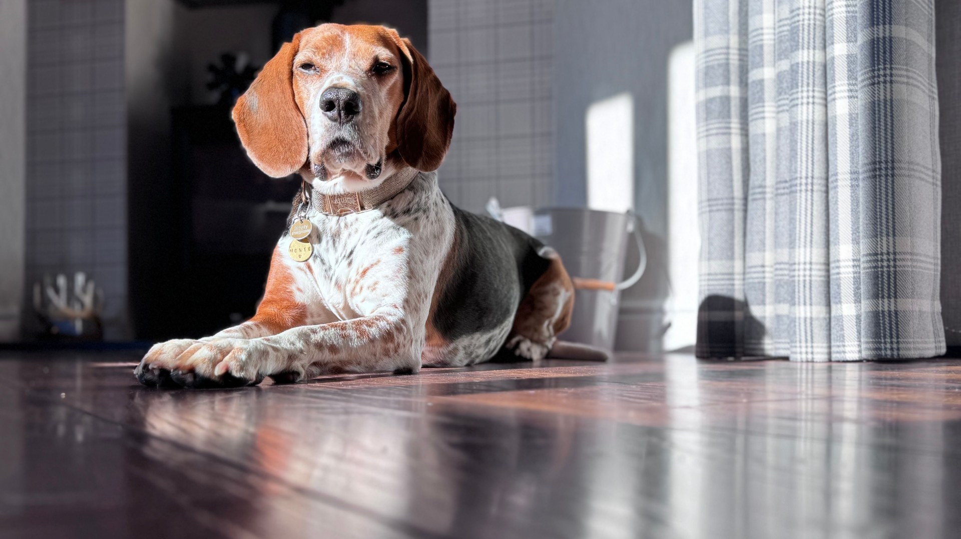 Cane sdraiato sul pavimento di casa, tranquillo