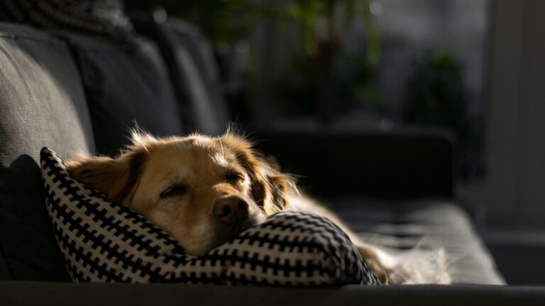 Cane che dorme sereno sul divano di casa mentre non c e nessuno