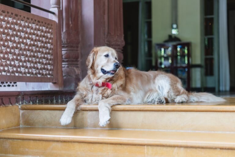 Golden retriever sdraiato all'ingresso di una struttura ricettiva che accoglie i cani