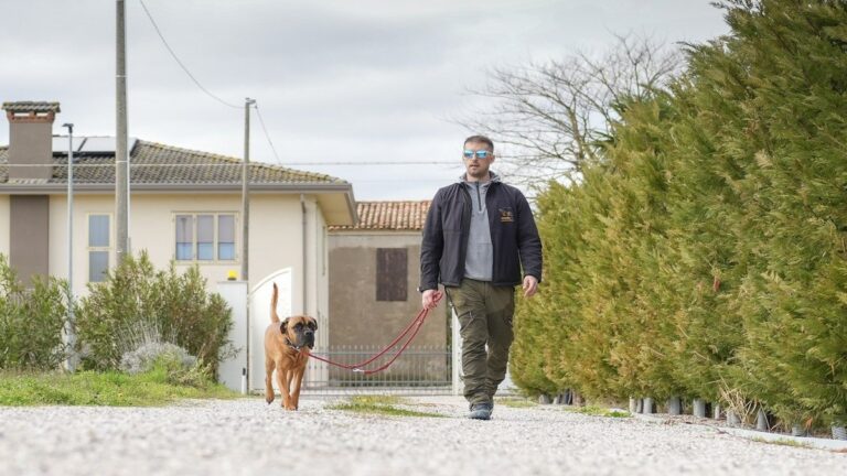 Un cane giovane cammina avanti per conto suo mentre l'educatore ScodinzolHouse resta calmo