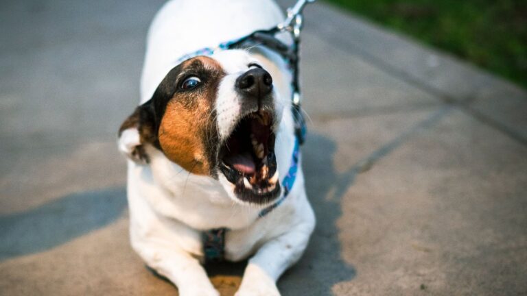 Un cane al guinzaglio abbaia durante una passeggiata