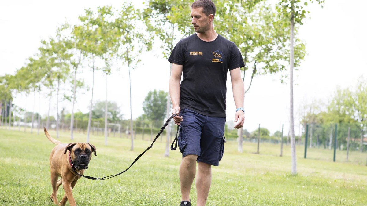 Un cane cammina al guinzaglio lasco accanto a un educatore ScodinzolHouse