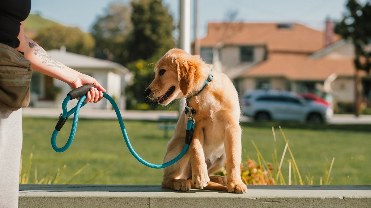 Un cane seduto tranquillo al guinzaglio morbido accanto a chi lo conduce
